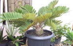 Zamia Furfuracea 