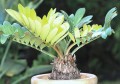 ZamiaFurfuracea01.jpg