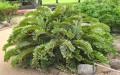 ZamiaFurfuracea02.jpg