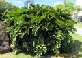 ZamiaFurfuracea04.jpg