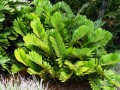 ZamiaFurfuracea05.jpg