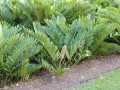 ZamiaFurfuracea03.jpg