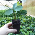 ZamiaFurfuracea07.jpg