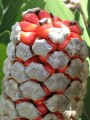 ZamiaFurfuracea08.jpg