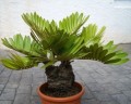 ZamiaFurfuracea09.jpg