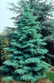 AbiesConcolorGlauca07.jpg