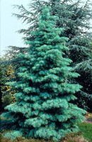 Abies Concolor Glauca 
