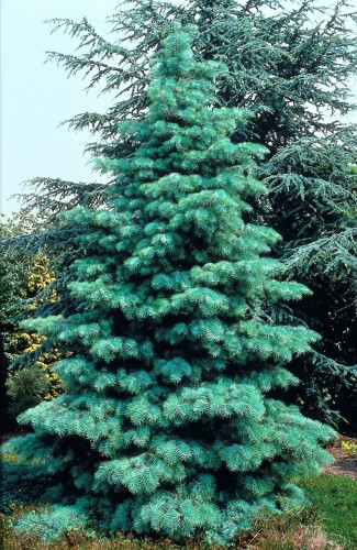 AbiesConcolorGlauca07.jpg