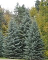 AbiesConcolorGlauca04.jpg
