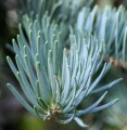 AbiesConcolorGlauca05.jpg