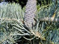 AbiesConcolorGlauca06.jpg