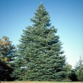 AbiesConcolorGlauca01.jpg