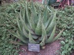 Aloe Aculeata
