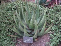 Aloe Aculeata