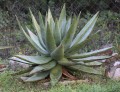 AloeSpectabilis03.jpg