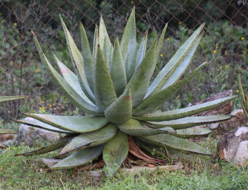 AloeSpectabilis03.jpg