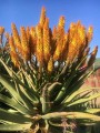 AloeSpectabilis02.jpg