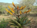 AloeSpectabilis04.jpg