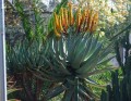 AloeSpectabilis01.jpg