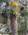 AloeSpectabilis05.jpg