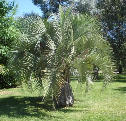 ButiaYatay01.jpg