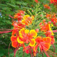 Caesalpinia Pulcherrima