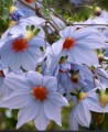 DahliaImperialisCaerulea01.jpg