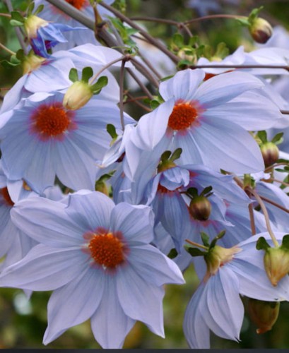 DahliaImperialisCaerulea01.jpg