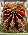 GymnocalyciumCristataVariegata05.jpg