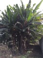 MusaYunnanensis04.jpg