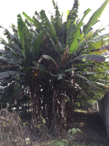 MusaYunnanensis04.jpg