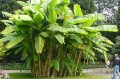 MusaYunnanensis06.jpg