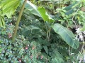 MusaYunnanensis05.jpg