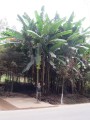 MusaYunnanensis01.jpg