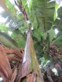 MusaYunnanensis02.jpg
