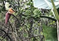 MusaYunnanensis03.jpg