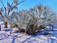 Nannorrhops Ritchieana