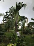 Pandanus Monotheca 