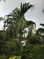 Pandanus Monotheca 