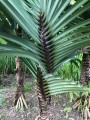 PandanusMonotheca09.jpg