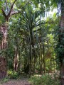 PandanusMonotheca06.jpg