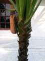 PandanusMonotheca10.jpg