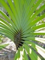 PandanusMonotheca03.jpg