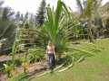 PandanusMonotheca02.jpg