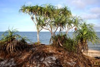 Pandanus Odorifer
