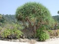 PandanusOdorifer02.jpg