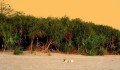 PandanusOdorifer06.jpg