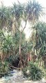 PandanusOdorifer09.jpg