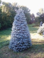 Picea Pungens 