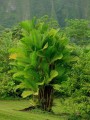 PinangaCoronata04.jpg